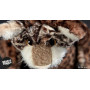 Cat Astrophe (peluche chat 34cm) - Sigikid Beasts