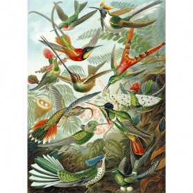 Puzzle 1000 pièces Heackel - Colibris