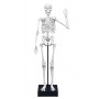 Human body and skeleton 45 cm