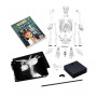 Human body and skeleton 45 cm