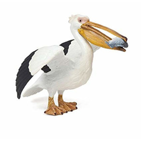 Pelican - Sea Bird