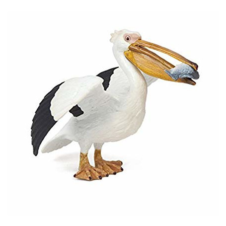 Pélican - Oiseau de mer