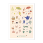 Affiche Couleurs 50x70cm - Pomme des bois