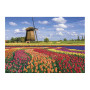 1000 piece puzzle - Tulip fields in Holland