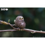 EUGY 3D Owl – Eco-Friendly Cardboard Model Kit for Ages 6+