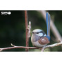 EUGY 3D Superb Fairywren – Eco-Friendly Cardboard Model Kit