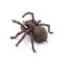 Figurine Arachnos Papo – Araignée Géante Articulée